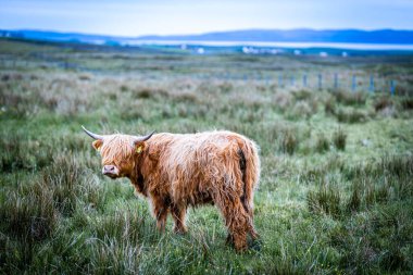 İskoçya 'nın kıllı ineği, Birleşik Krallık