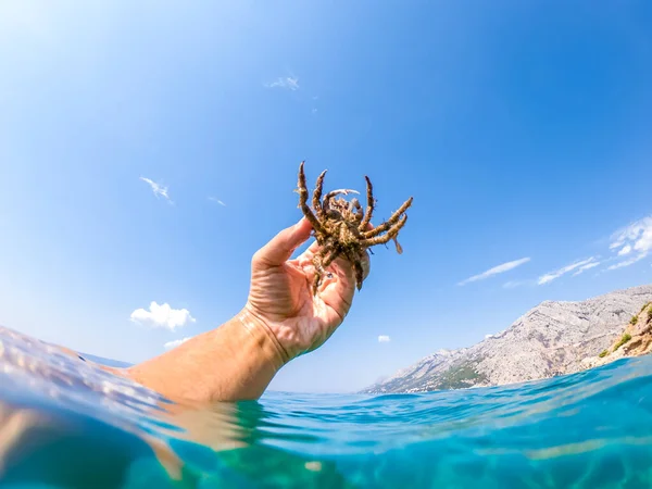 Cangrejo Araña Del Mar Adriático — Foto de Stock