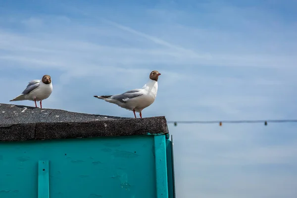 英国海滨的黑头海鸥 — 图库照片