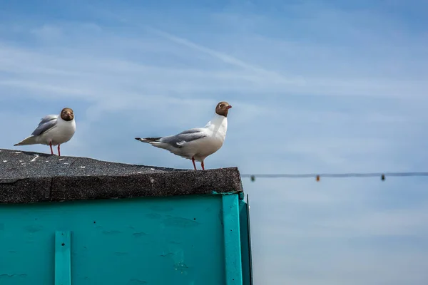 Gaivota Cabeça Preta Beira Mar Inglesa — Fotografia de Stock