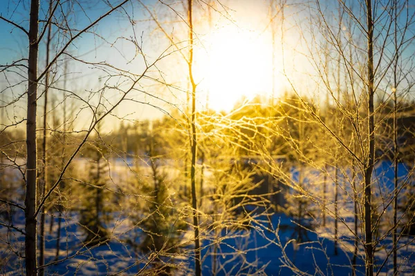 Forest Winter Morning — Stock Photo, Image