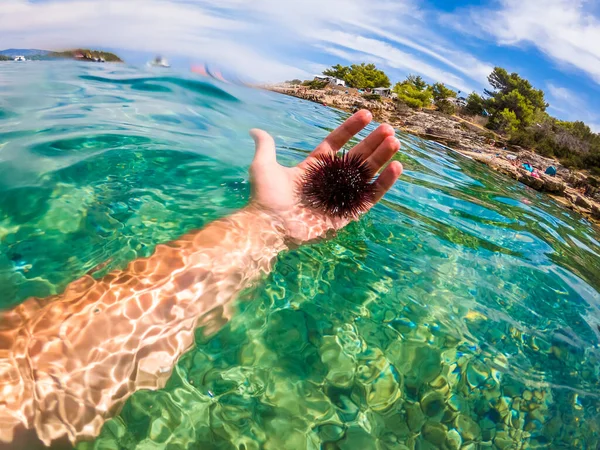 Erizo Mar Mar Adriático Croacia — Foto de Stock