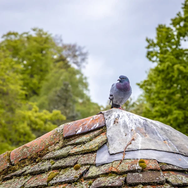 Vue Vieille Ville York Matin Angleterre — Photo