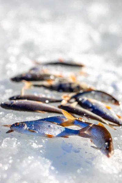 Caught Fish Winter Fishing Laying Ice — Stock Photo, Image