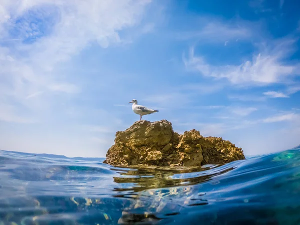 Mouette Sur Rocher Dans Mer Adriatique — Photo