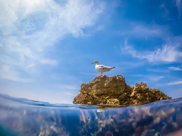 Mouette Sur Rocher Dans Mer Adriatique — Photo