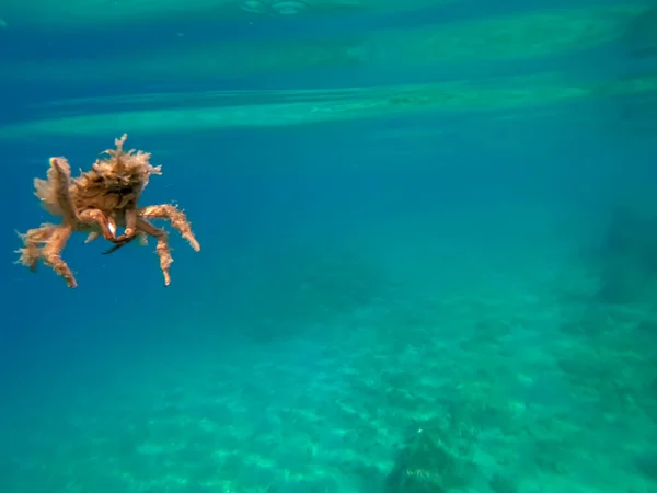 Cangrejo Araña Del Mar Adriático — Foto de Stock