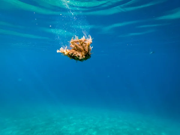 Crabe Araignée Mer Adriatique — Photo