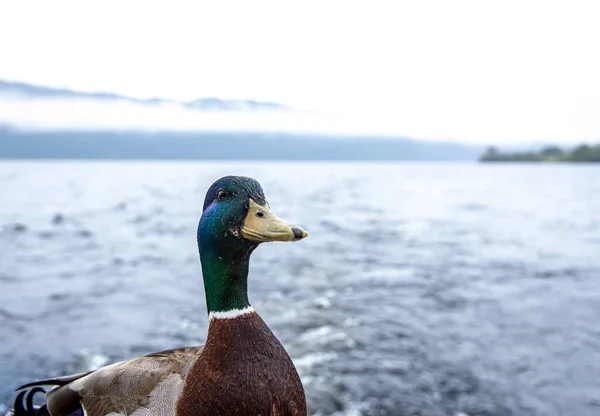 Kachna Sedí Lodi Loch Ness — Stock fotografie