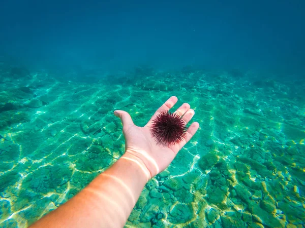 Oursin Mer Mer Adriatique Croatie — Photo