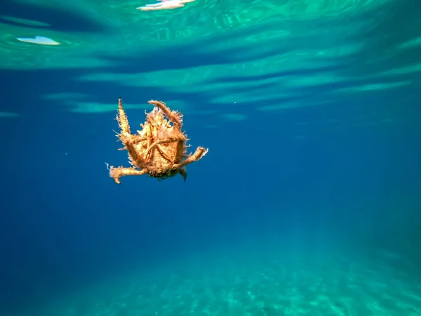 Crabe Araignée Mer Adriatique — Photo