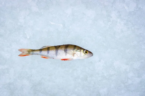 Perch Winter Fishing Frozen Lake — Stock Photo, Image