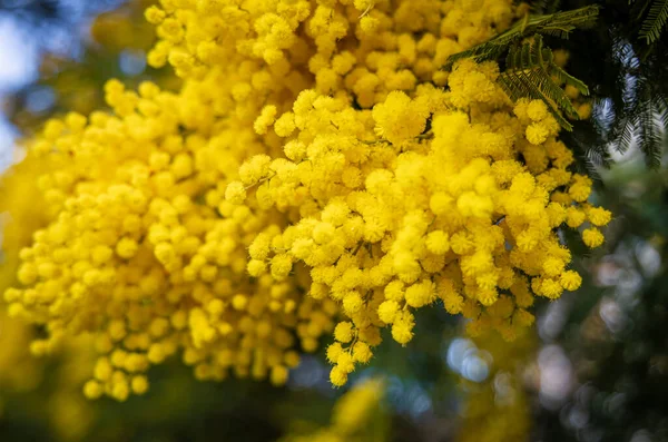 Mimosa Árvore Nas Ruas Londres — Fotografia de Stock