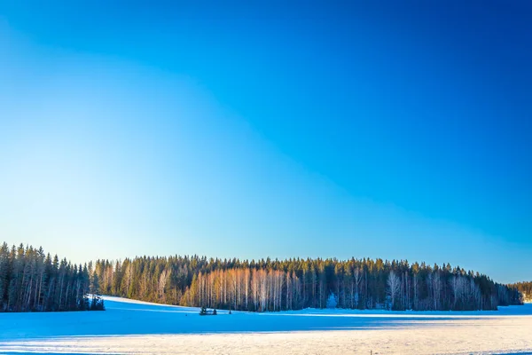 冬の朝の森 — ストック写真