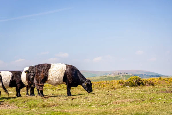 Vacas Del Parque Nacional Dartmoor Vasto Páramo Condado Devon Suroeste — Foto de Stock