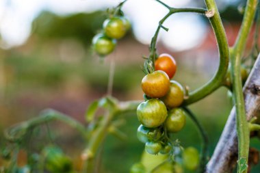 Çiftlikte kiraz domatesleri