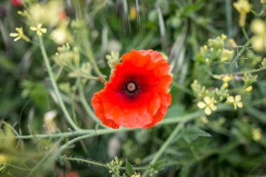 Galler, Tenby 'de Gelincikler