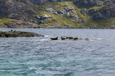 Skye Adası, İskoçya, İngiltere 'nin güzel manzara fokları.