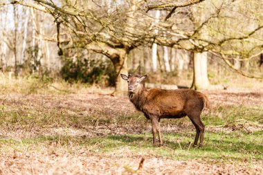 Geyik baharda Richmond Park, Londra 'da