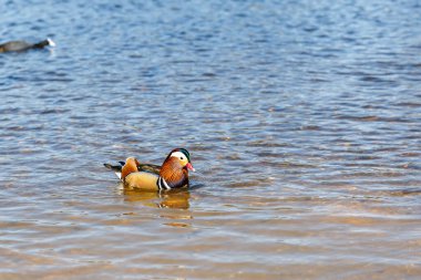 Baharda Richmond Parkı 'nda su kuşu