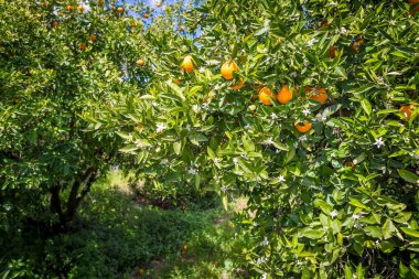 İspanya 'da portakal bahçesi