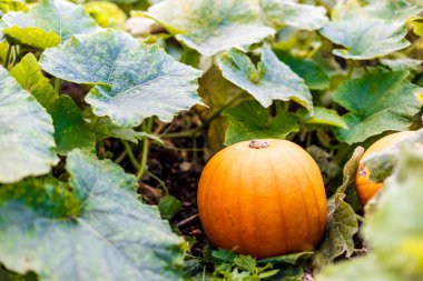 İngiltere 'deki çiftlikte harika bir balkabağı.