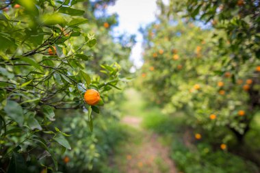 İspanya 'da portakal bahçesi