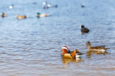 Baharda Richmond Parkı 'nda su kuşu