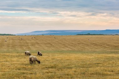 Güney Downs, İngiltere 'deki İngiliz kırsalında koyunlar.