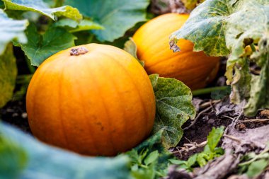 İngiltere 'deki çiftlikte harika bir balkabağı.