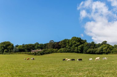 Jurassic sahil kıyısı (Devon), İngiltere 'de seyahat