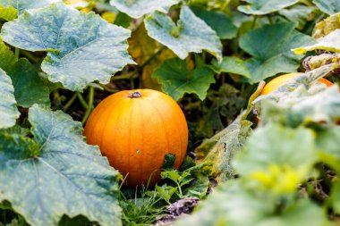 İngiltere 'deki çiftlikte harika bir balkabağı.