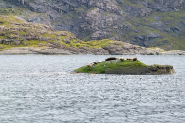 Skye Adası, İskoçya, İngiltere 'nin güzel manzara fokları.