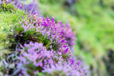 Heather İskoçya 'nın Moorland şehrinde, İngiltere