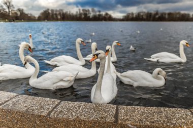 Hyde Park, Londra, İngiltere 'deki yuvarlak gölette kuğular.