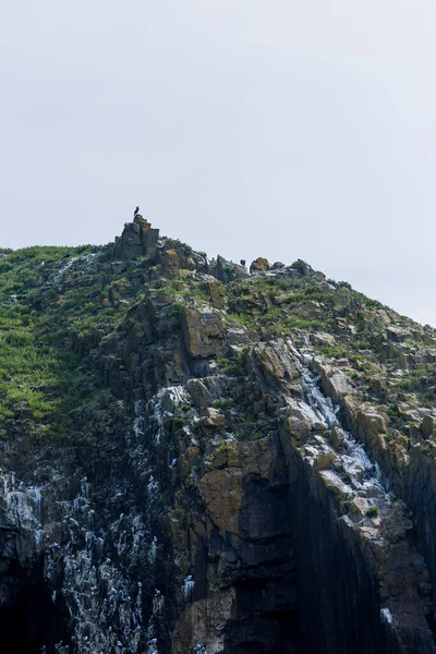 Wybrzeże Ptaków Kolonia Caldey Wyspa Walii — Zdjęcie stockowe