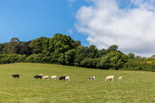 Travelling Jurassic Coast Seaside Devon — Foto de Stock