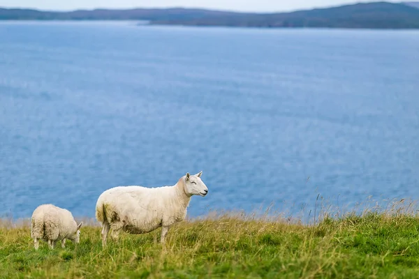 Owce Wyspie Skye Szkocja Wielka Brytania — Zdjęcie stockowe