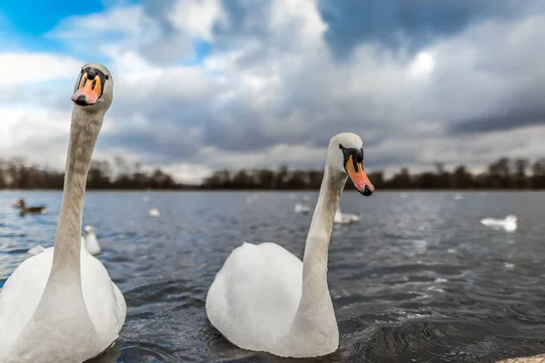 Swans Pond Hyde Park Londra Regno Unito — Foto Stock