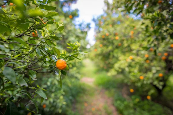 İspanya 'da portakal bahçesi