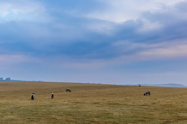 Schapen Het Engelse Platteland South Downs — Stockfoto