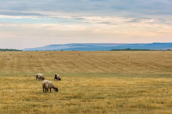 Ovejas Campo Inglés South Downs Reino Unido — Foto de Stock