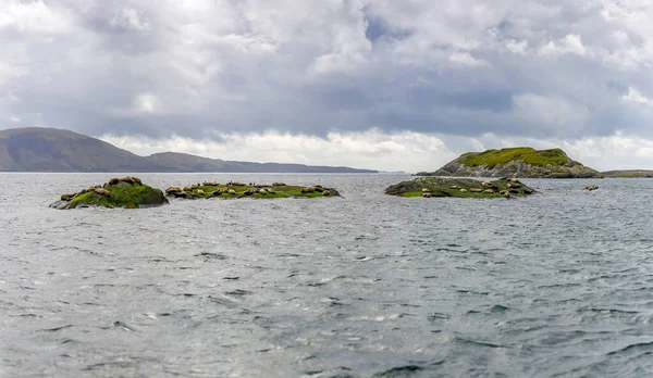 Vacker Utsikt Tätningar Isle Skye Skottland Storbritannien — Stockfoto