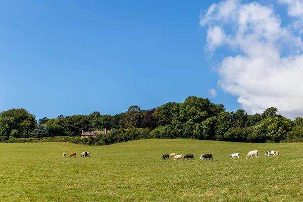 Reizen Aan Jurassic Kust Devon Verenigd Koninkrijk — Stockfoto