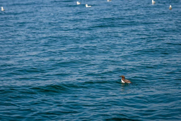 Koloni Burung Pesisir Pulau Caldey Wales — Stok Foto