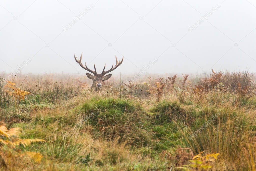 wild deer with beautiful antlers lying in the foggy the meadow 
