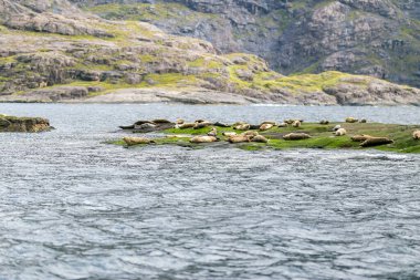 Skye Adası, İskoçya, İngiltere 'nin güzel manzara fokları.