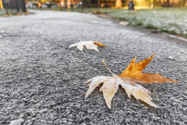 Park, Londra 'da dondurulmuş izin