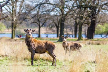 Geyik baharda Richmond Park, Londra 'da