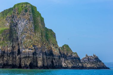 Galler 'deki Caldey Adası' ndaki sahil kuşları kolonisi.